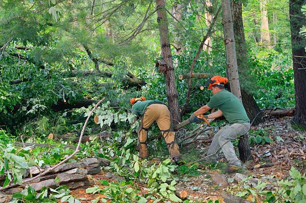 Best Stump Grinding Near Me  in USA